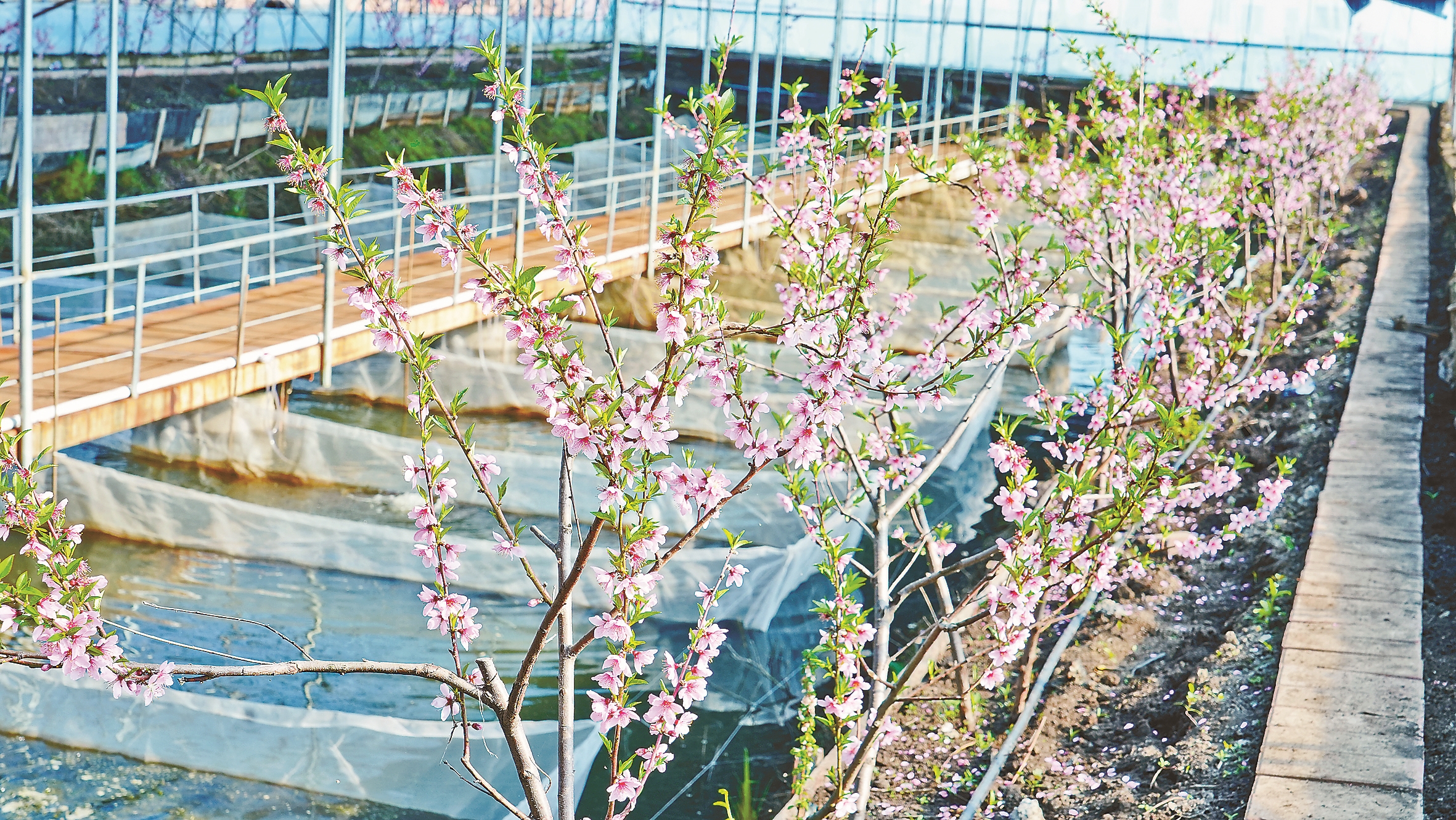 敢教寒地结“金果”